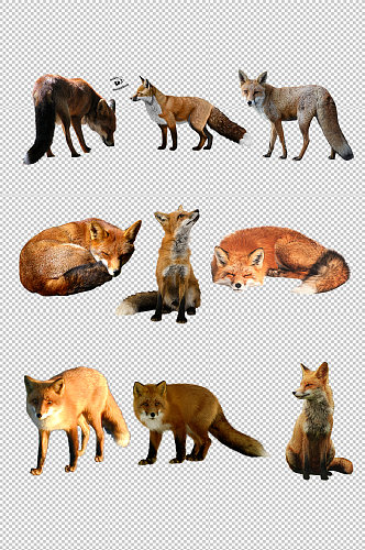 动物狐狸透明素材