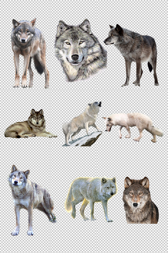 摄影狼动物世界素材