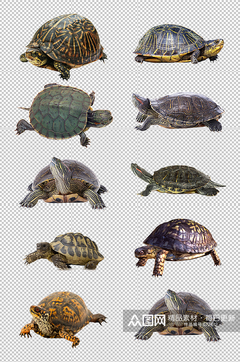 陆龟海龟乌龟素材素材
