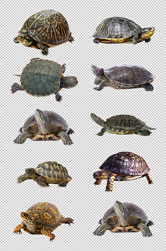 陆龟海龟乌龟素材