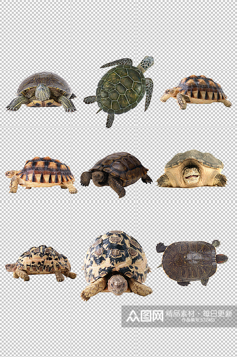 陆龟海龟乌龟素材素材