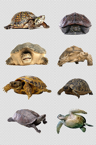 陆龟海龟乌龟素材