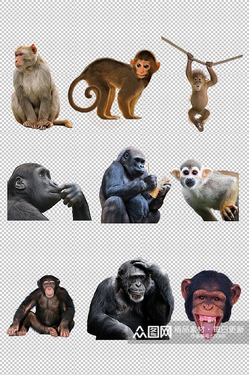 猩猩猴子动物素材素材