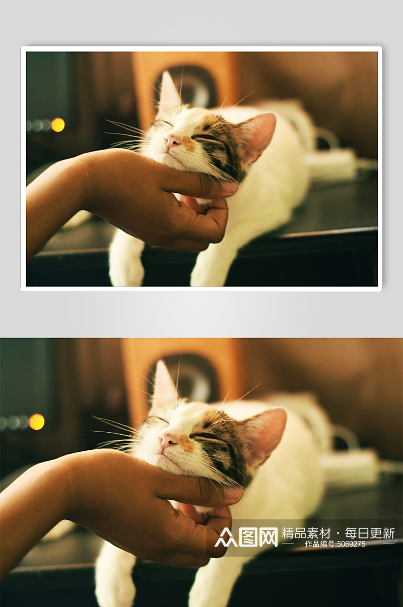 小猫咪可爱摄影图素材