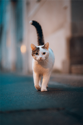 萌系猫咪摄影图片