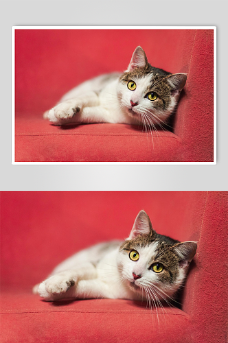 可爱宠物小猫摄影图