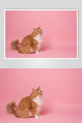 可爱宠物小猫摄影图