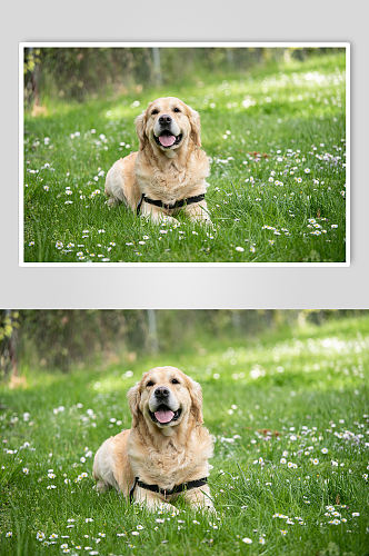 黄色金毛狗狗宠物摄影图片