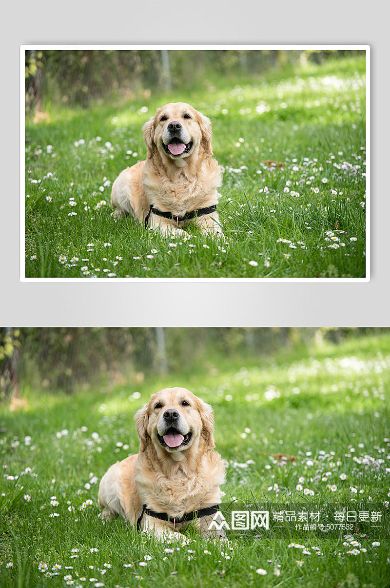 黄色金毛狗狗宠物摄影图片素材