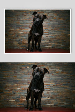 黑色狗狗宠物摄影图片
