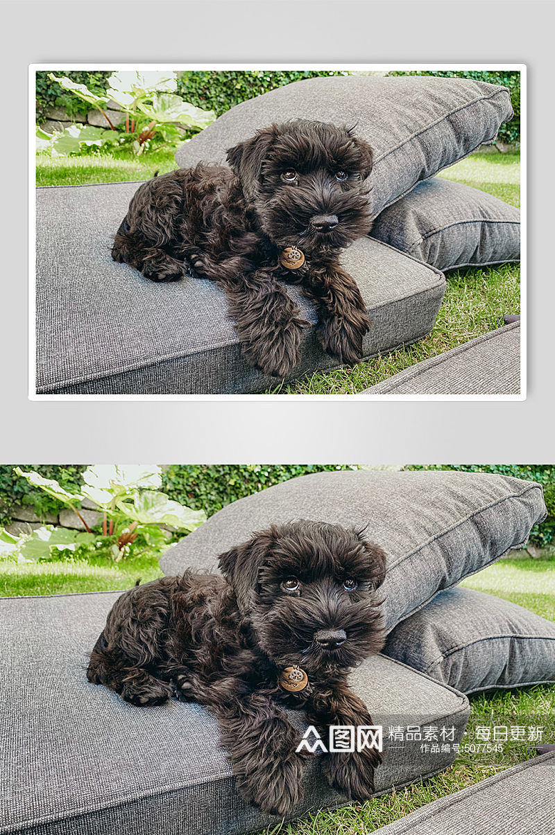 黑色泰迪狗狗宠物摄影图片素材
