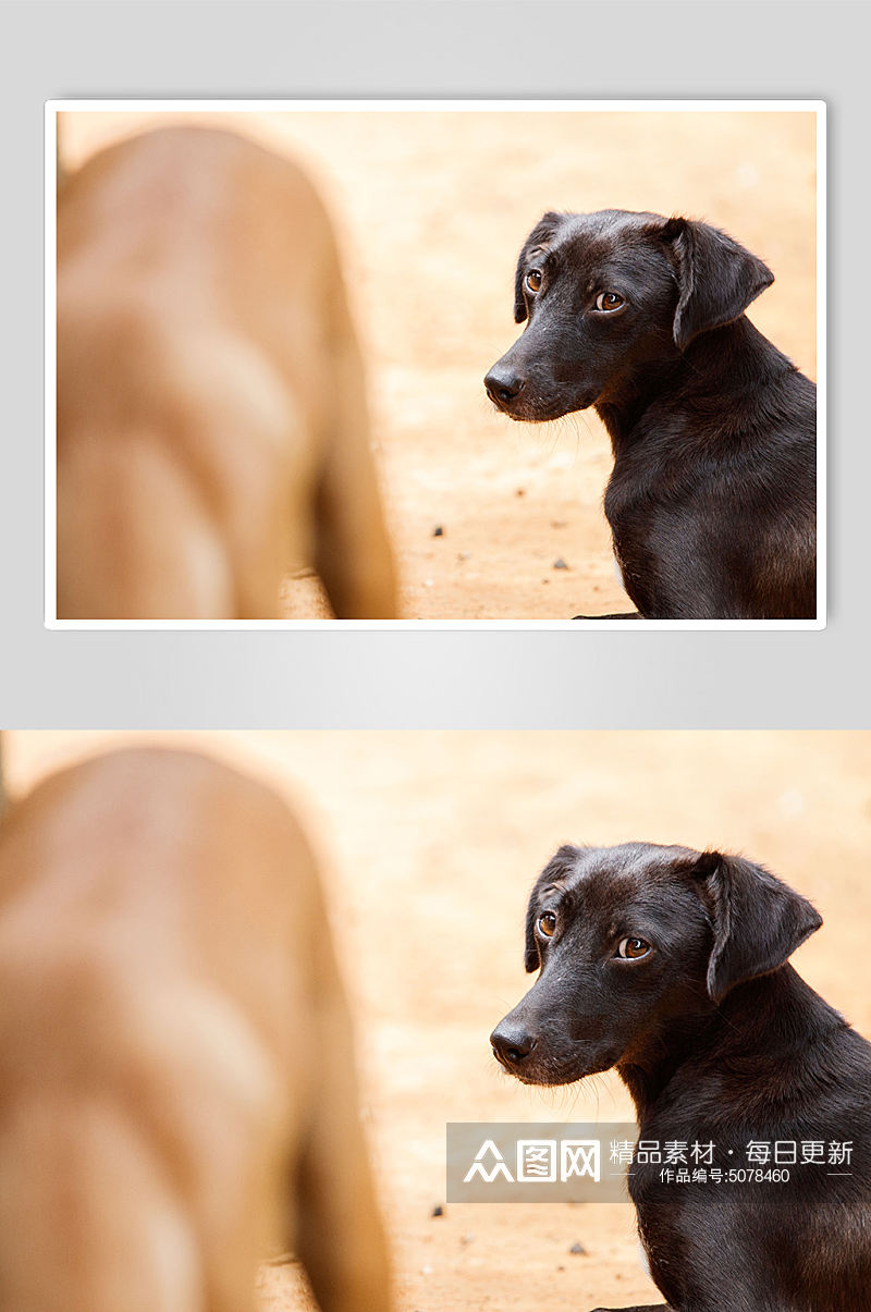 黑色宠物狗摄影图片素材