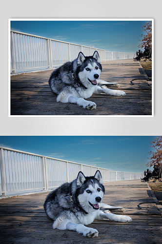 哈士奇狗狗宠物摄影图片