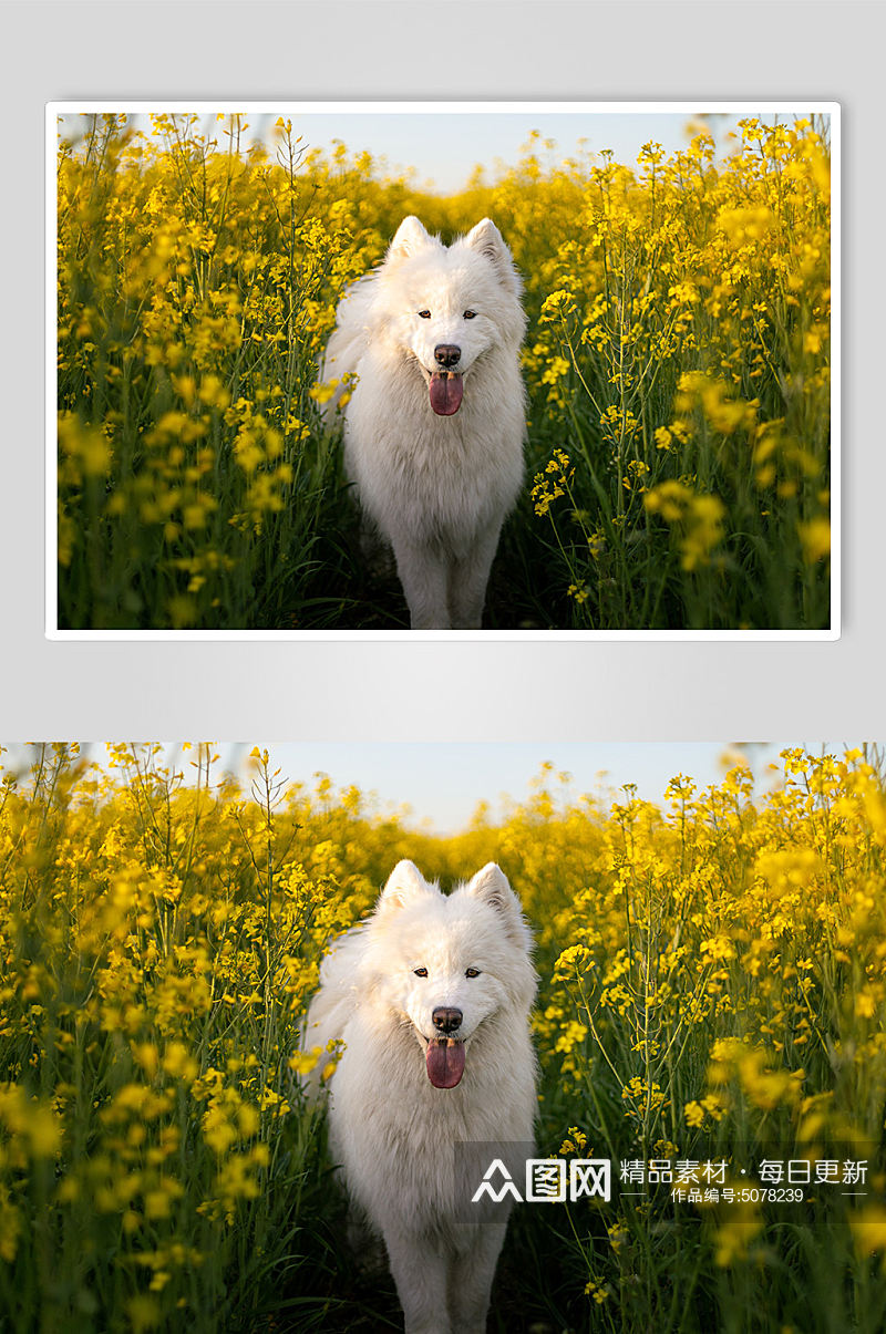 白色宠物狗狗摄影图素材