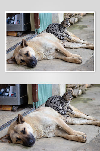 可爱中华田园犬和猫实拍摄影图