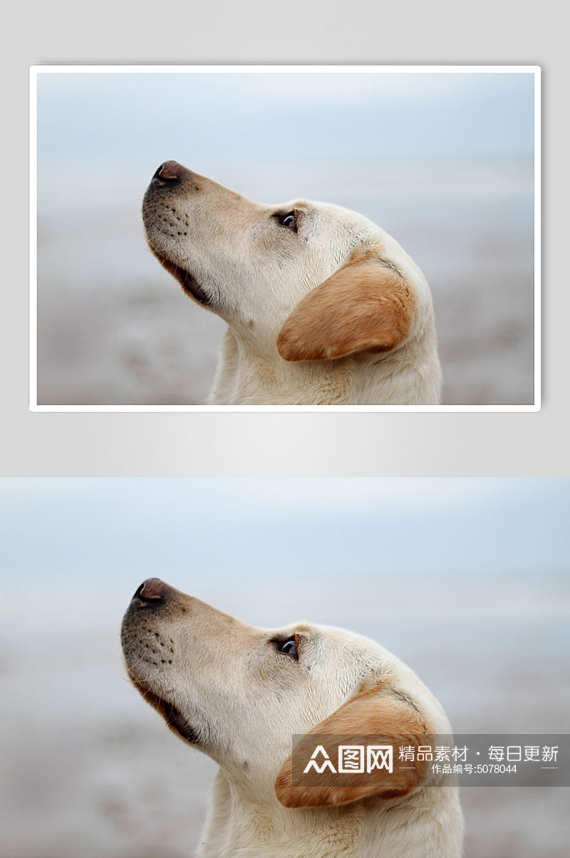 可爱拉布拉多狗狗宠物摄影图片素材