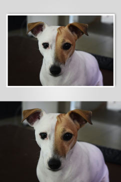 棕白色狗狗宠物摄影图片