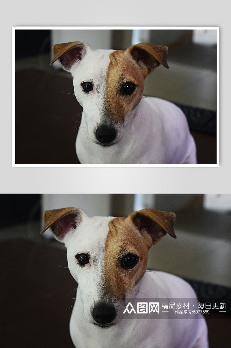 棕白色狗狗宠物摄影图片素材