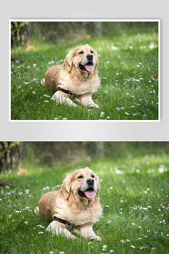 黄色金毛狗狗宠物摄影图片