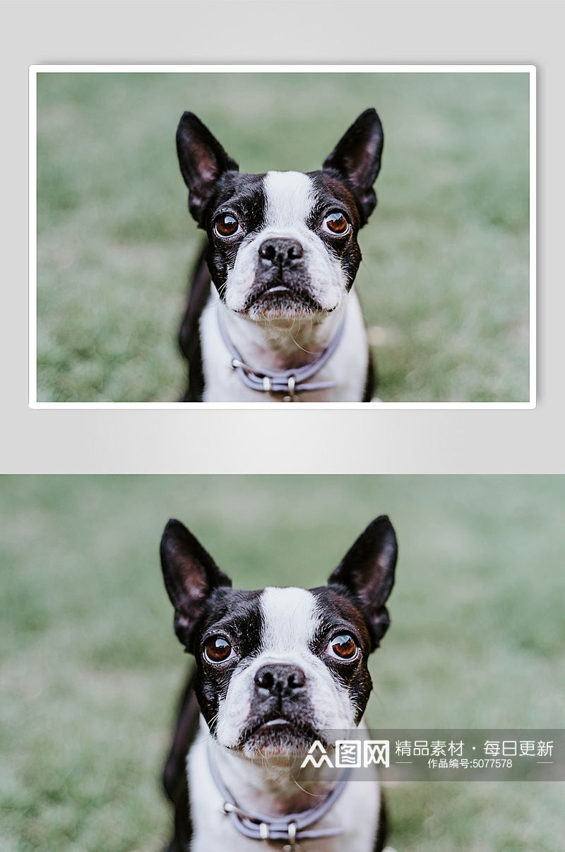 黑白色法斗小狗宠物摄影图片素材