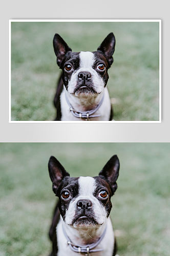 黑白色法斗小狗宠物摄影图片