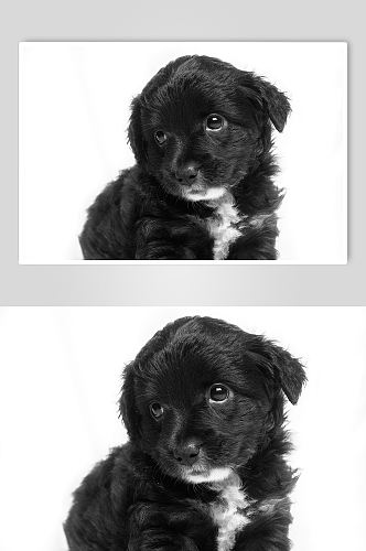 黑色小狗宠物摄影图片