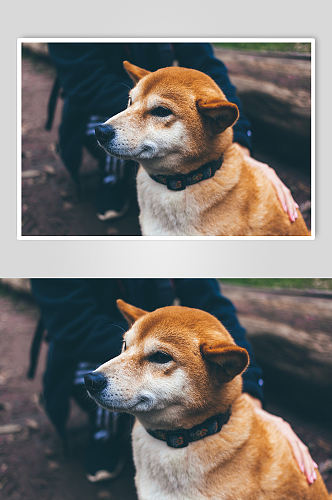 中华田园犬狗狗宠物摄影图片