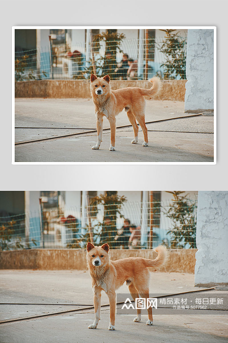 中华田园犬狗狗宠物摄影图片素材