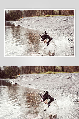 黑白色小狗宠物摄影图片