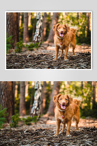 棕色金毛狗狗宠物摄影图片