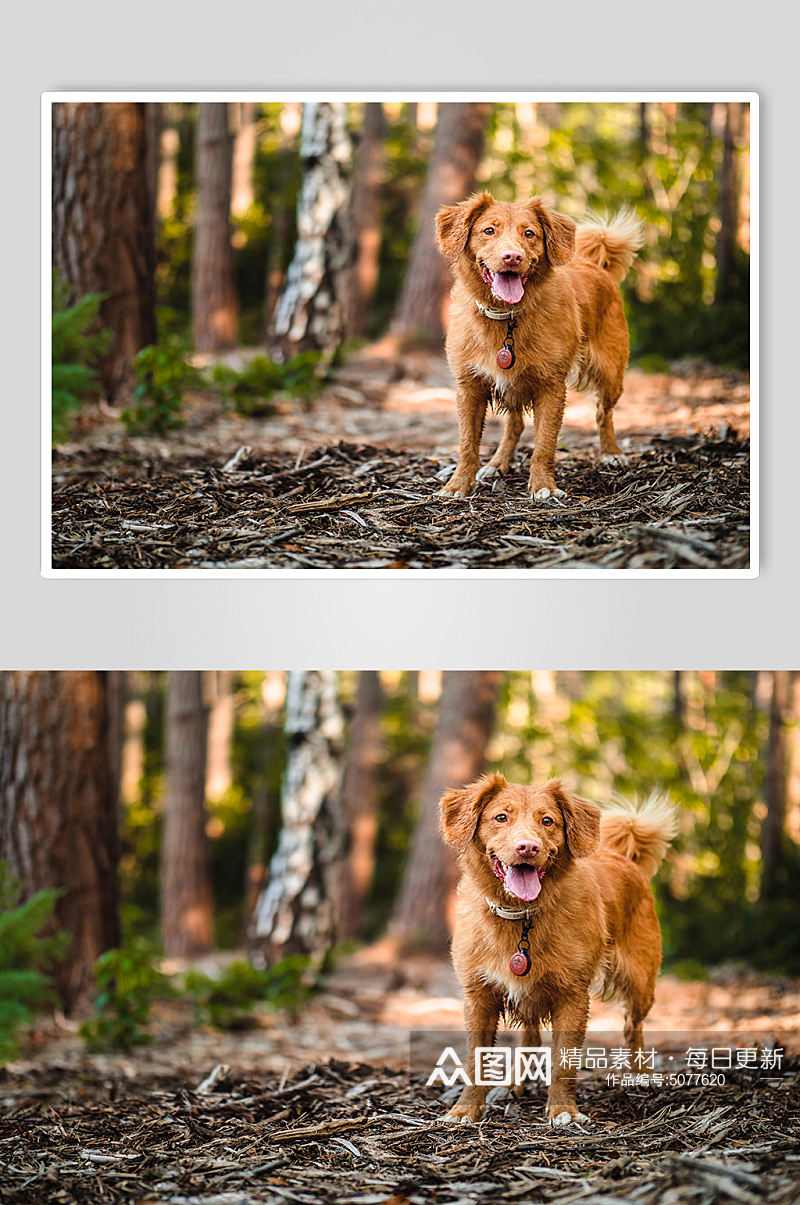 棕色金毛狗狗宠物摄影图片素材