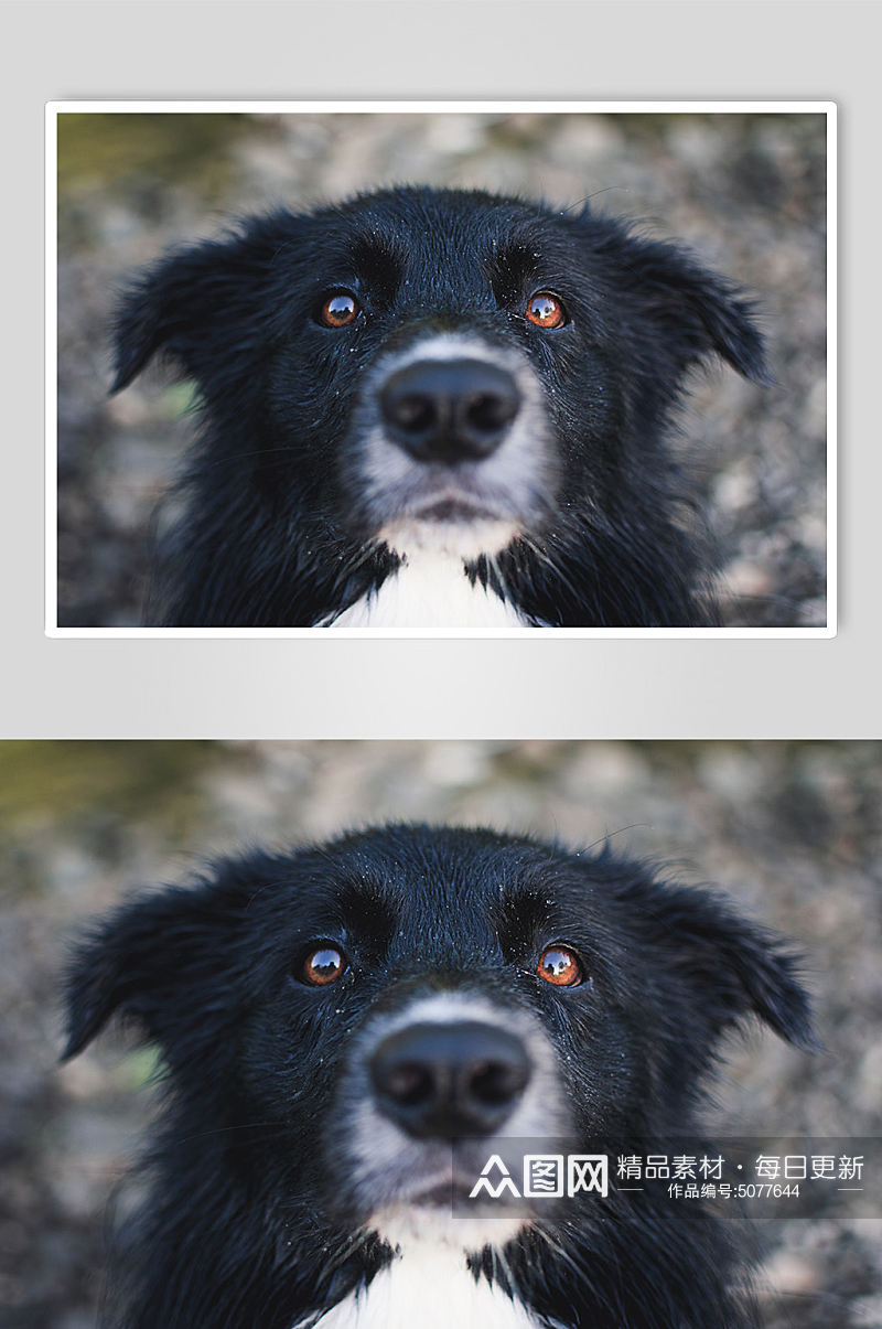 黑色狗狗宠物摄影图片素材