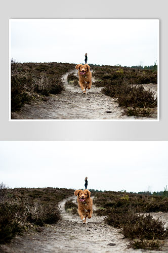 奔跑的金毛狗狗宠物摄影图片