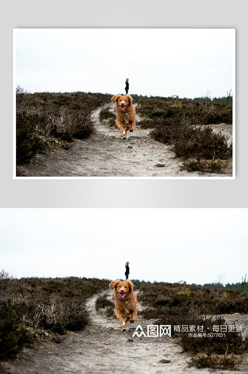 奔跑的金毛狗狗宠物摄影图片素材