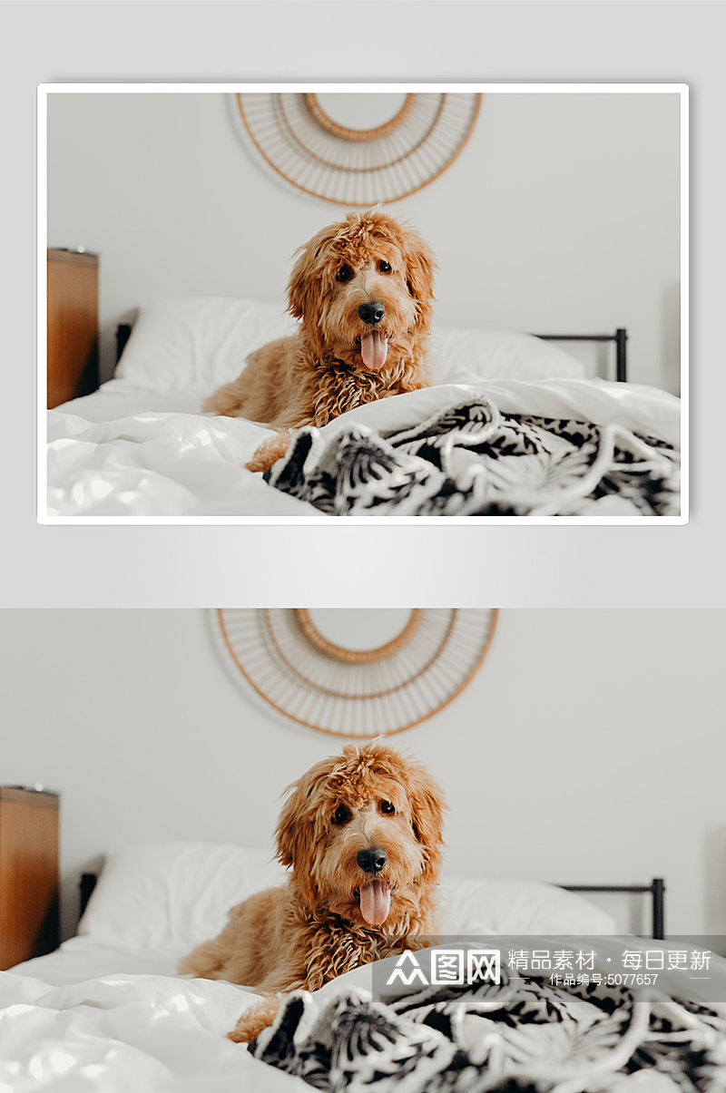 泰迪狗狗宠物摄影图片素材
