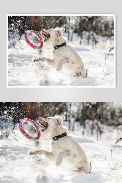 白色玩飞盘的狗狗宠物摄影图片