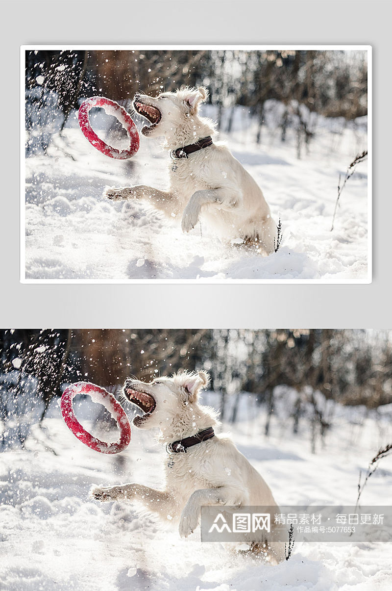 白色玩飞盘的狗狗宠物摄影图片素材