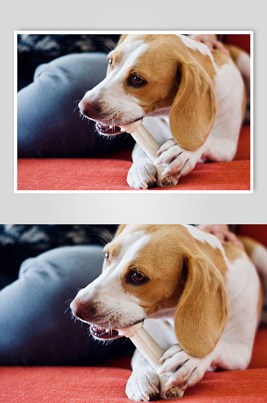 棕色狗狗啃骨头宠物摄影图片
