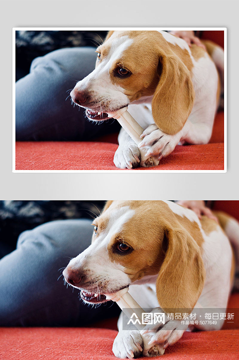 棕色狗狗啃骨头宠物摄影图片素材