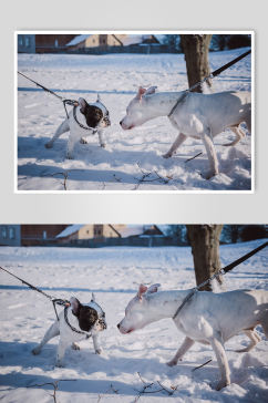 白色狗狗宠物摄影图片