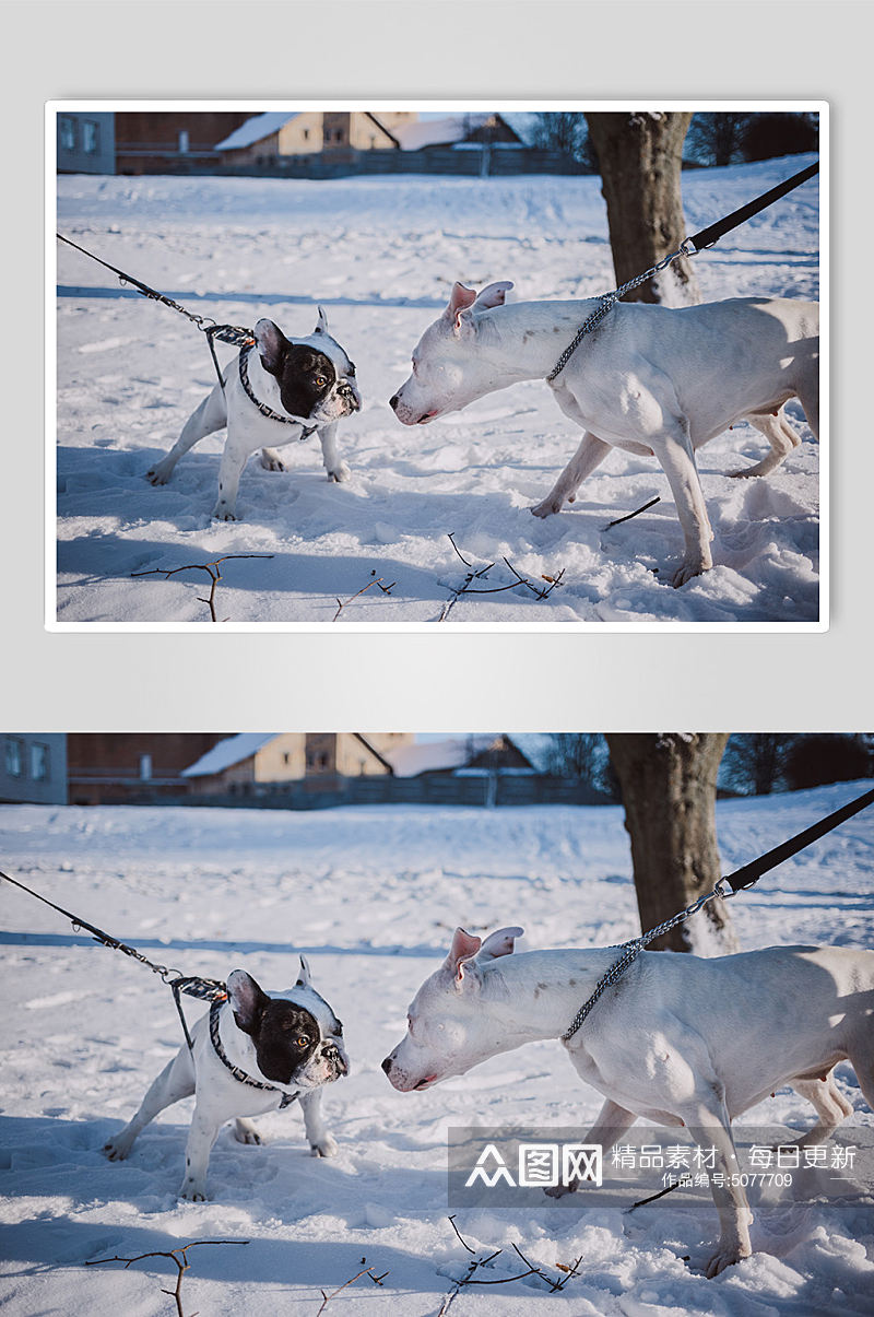 白色狗狗宠物摄影图片素材