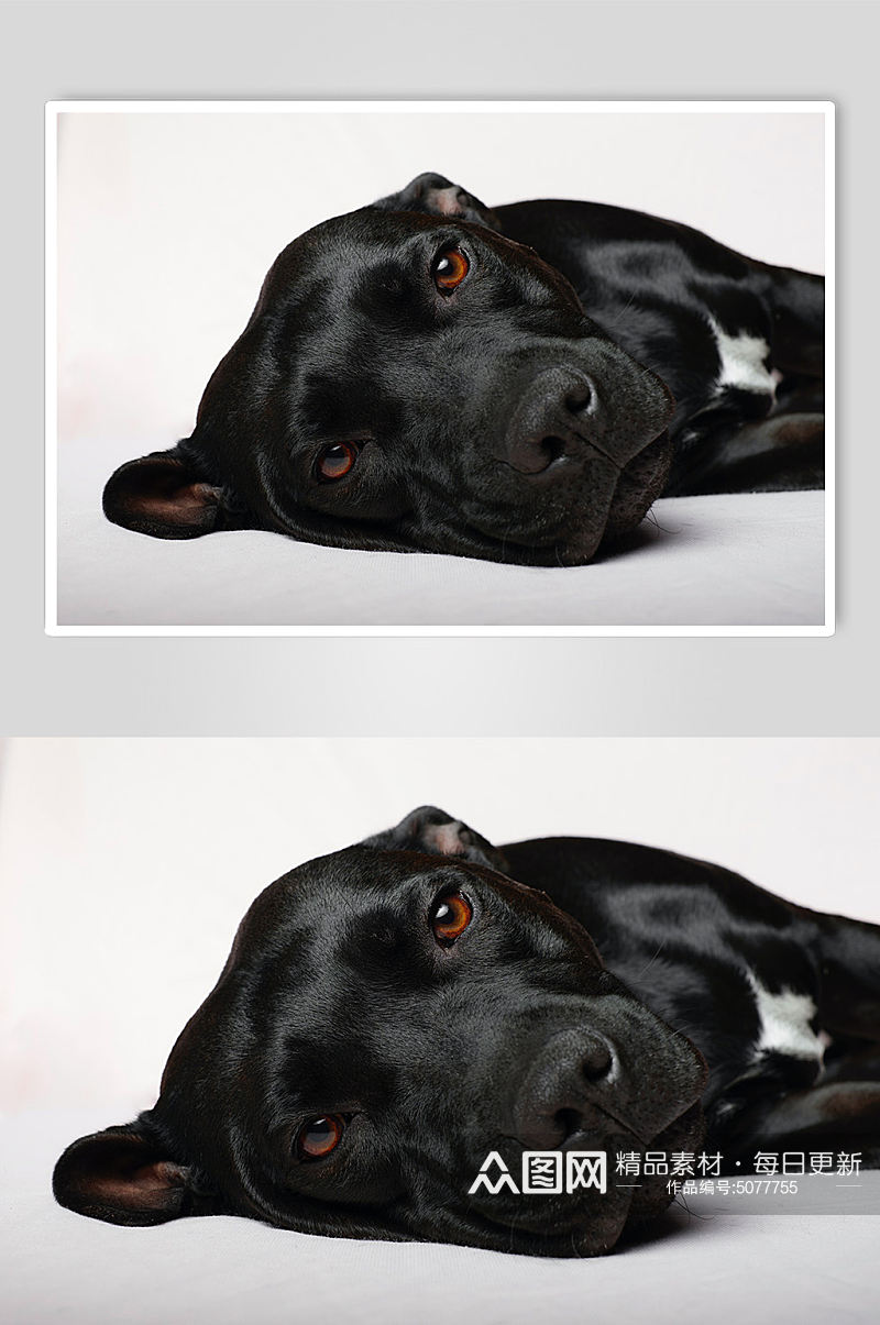 黑色狗狗宠物摄影图片素材