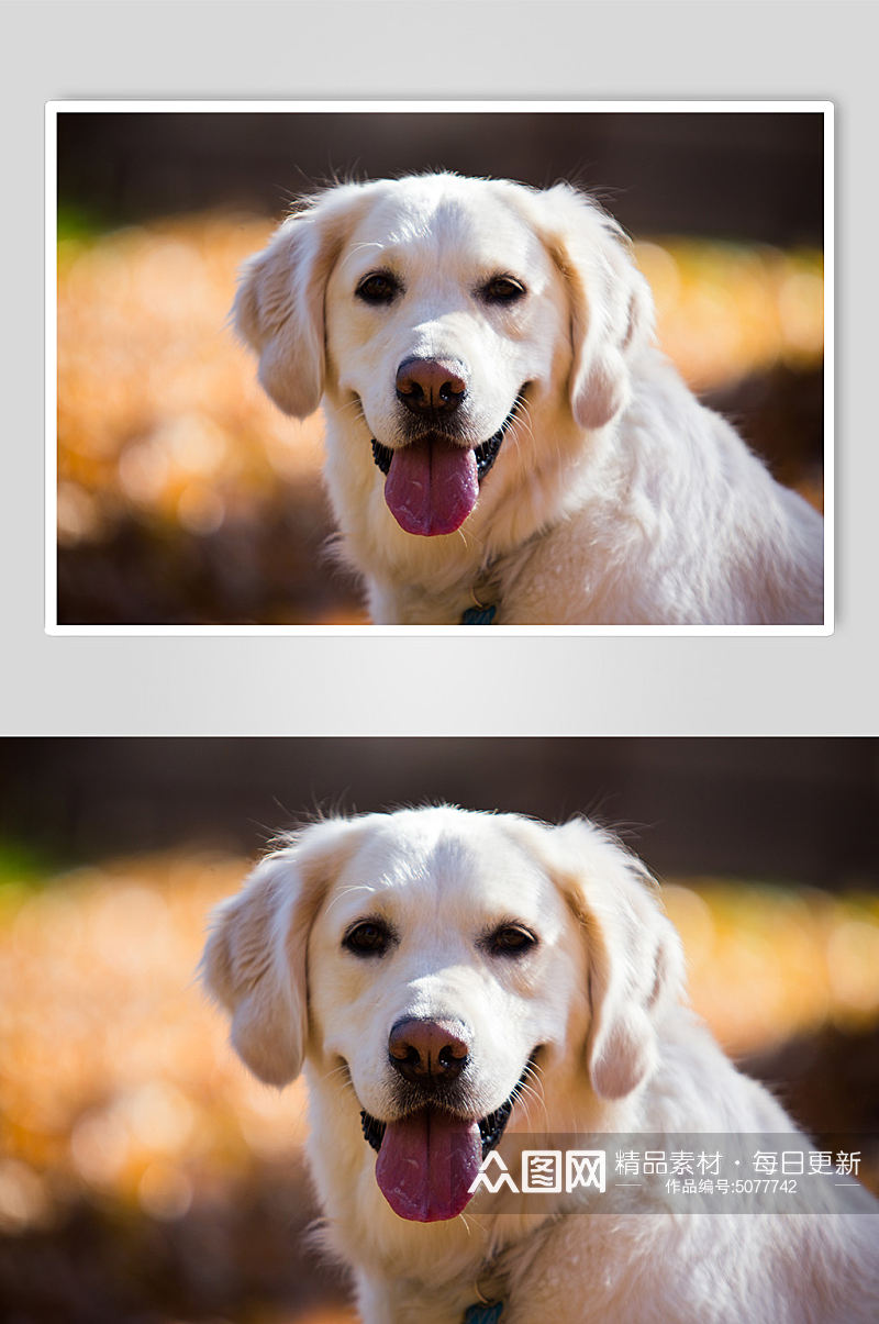 白色狗狗宠物摄影图片素材