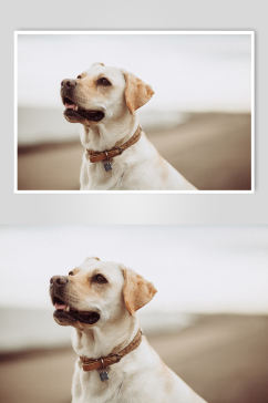 白色拉布拉多狗狗宠物摄影图片