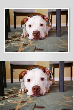 白色狗狗比特犬宠物摄影图片