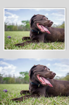 黑色狗狗宠物摄影图片