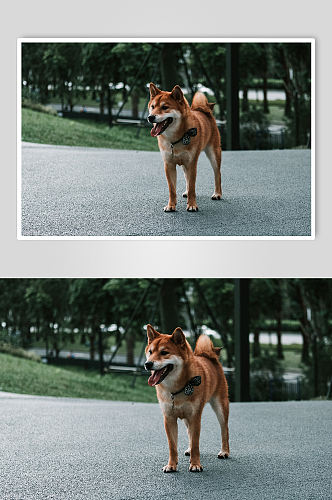 柴犬狗狗宠物摄影图片