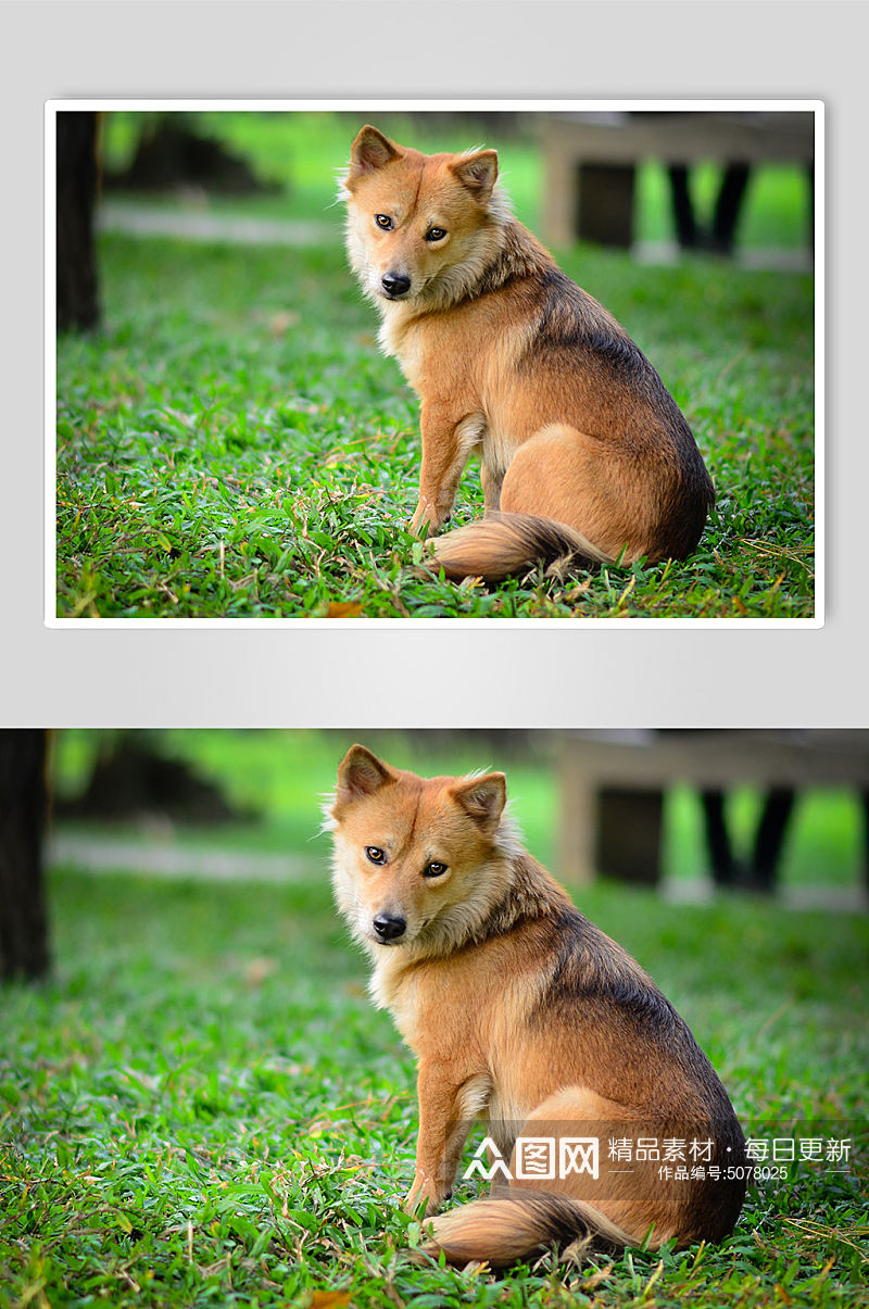 可爱中华田园犬狗狗宠物摄影图片素材