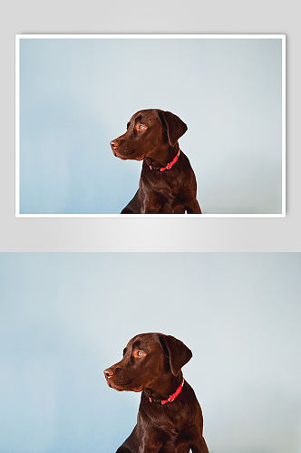 可爱拉布拉多狗狗宠物摄影图片