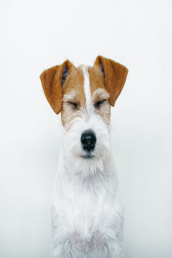 棕白色狗狗摄影图片